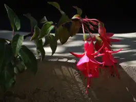 Fuschia On Wall